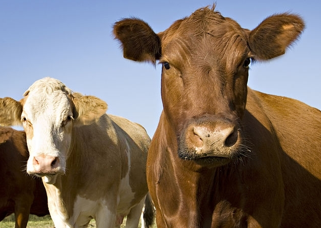 Saiba quais as melhores soluções nutricionais para cada tipo de gado